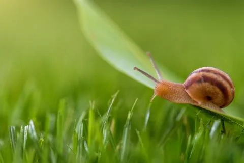 Snail in grass. Stock Photos