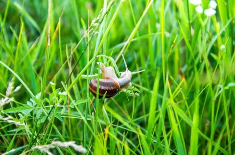 Snail in the grass Stock Photos