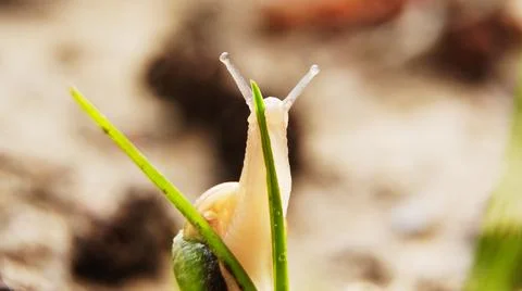 Snail on the grass Stock Photos
