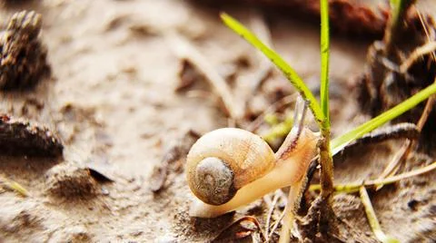 Snail on the grass Stock Photos