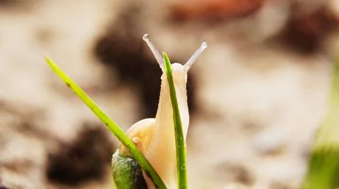 Snail on the grass Stock Photos