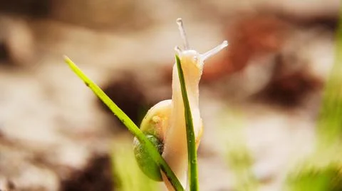Snail on the grass Stock Photos