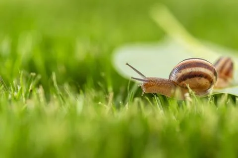 Snail in grass. Stock Photos