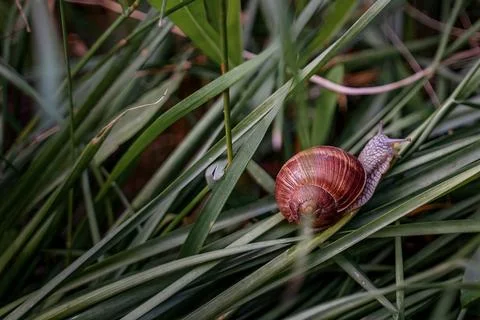 A snail in the grass Stock Photos