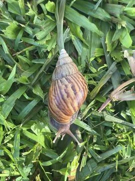 Snail on the grass Foto stock