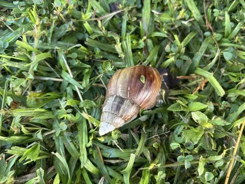 Snail on the grass Foto stock