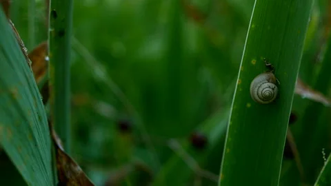 Snail on the grass in the rain Stock Footage 96419494