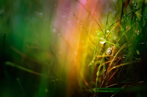 Snail in grass wallpaper Stock Photos