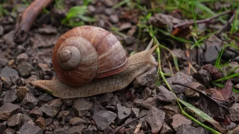 Snail on a gravel path Stockbeeldmateriaal 341036900