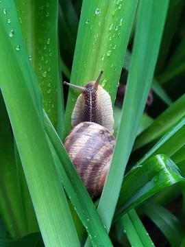 Snail in the green after the rain Stock Photos