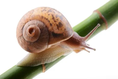 Snail on a green bamboo stem Stock Photos