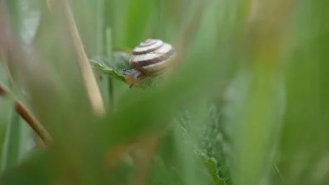 Snail in the green grass close-up. Stock Footage 154331658