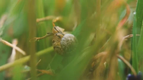 Snail in the green grass close-up Stock Footage 172056907