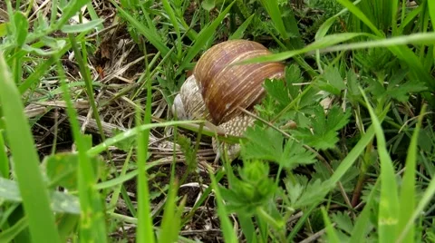 Snail in the green grass Stock Footage 68944046