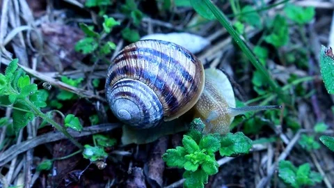 Snail on a green grass Video stock 70785497