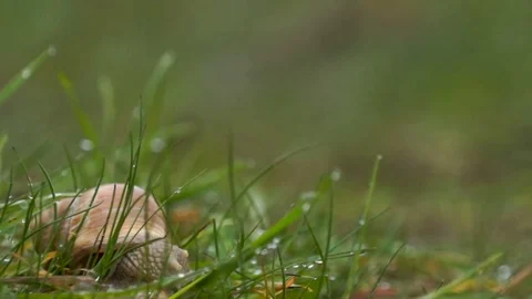 Snail green grass rain drops Stock Footage 82540337