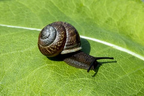 Snail on a green leaf close-up, background for your desktop Foto stock