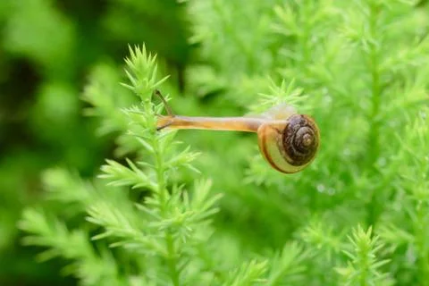 Snail on green leaf with drop after rain Stock Photos