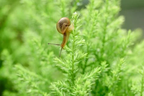 Snail on green leaf with drop after rain Stock Photos