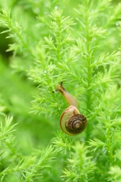 Snail on green leaf with drop after rain Stock Photos