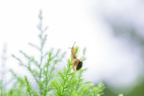 Snail on green leaf with drop after rain Stock Photos