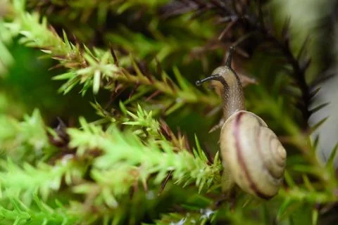 Snail on green leaf with drop after rain Stock Photos