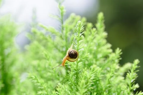 Snail on green leaf with drop after rain Stock Photos