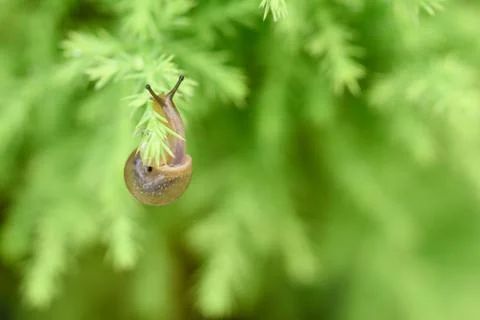 Snail on green leaf with drop after rain 스톡 사진