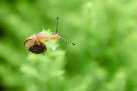 Snail on green leaf with drop after rain Stock Photos