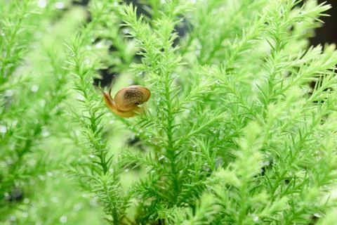 Snail on green leaf with drop after rain Stock Photos