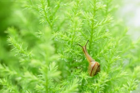 Snail on green leaf with drop after rain Stock Photos