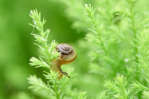 Snail on green leaf with drop after rain Stock Photos