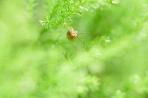 Snail on green leaf with drop after rain Stock Photos