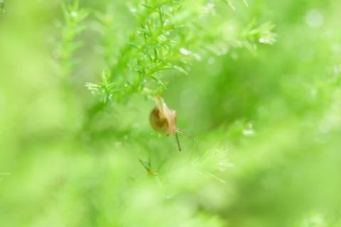 Snail on green leaf with drop after rain Stock Photos