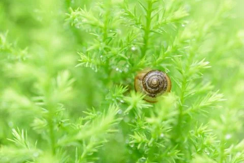 Snail on green leaf with drop after rain Stock Photos