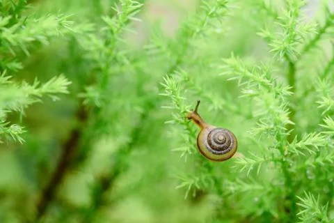Snail on green leaf with drop after rain Stock Photos