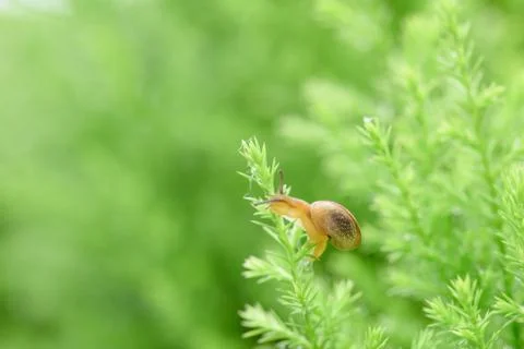 Snail on green leaf with drop after rain Stock Photos