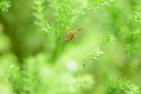 Snail on green leaf with drop after rain Stock Photos