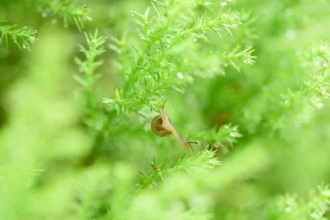 Snail on green leaf with drop after rain Stock Photos