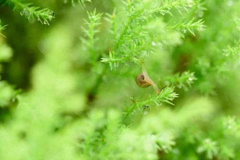 Snail on green leaf with drop after rain Stock Photos