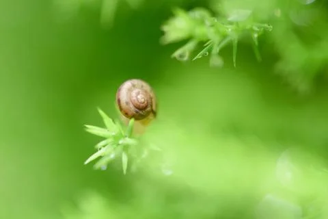 Snail on green leaf with drop after rain Stock Photos