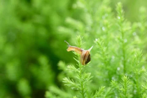 Snail on green leaf with drop after rain Stock Photos