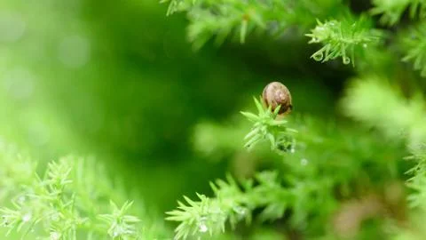 Snail on green leaf with drop after rain Stock Photos