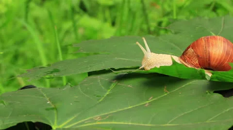 Snail on a green leaf Stock Footage 25131501