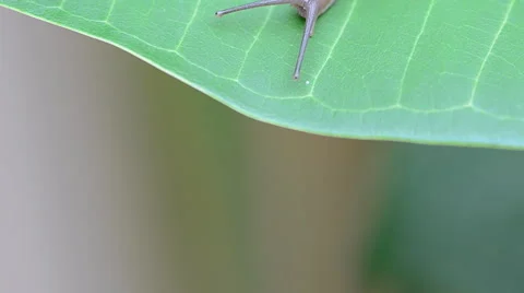 Snail on the green leaf. Stock Footage 44232890