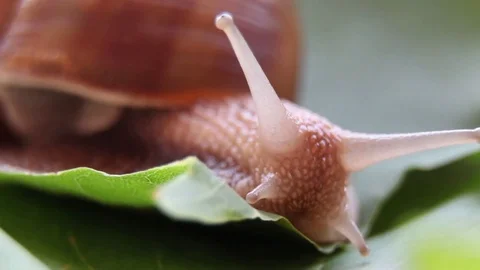 Snail on a Green Leaf Video stock 79876163