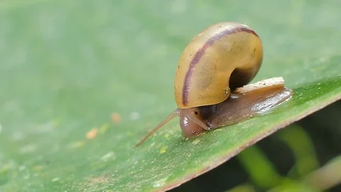 Snail on green leaf. Stock Footage 116917725