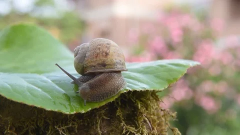 Snail on green leaf Stock Footage 129273853