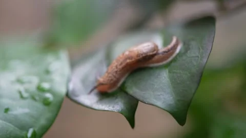 A snail on green leaf Stock Footage 310587072