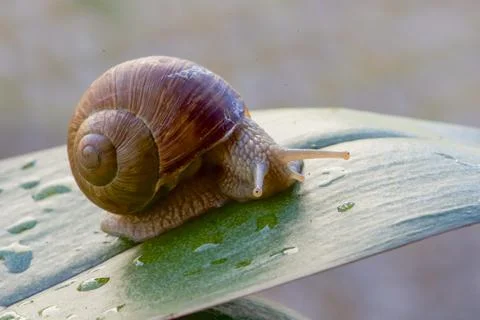 Snail on a green leaf, macro Stock Photos